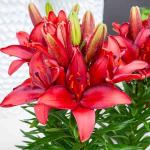 Bulbes à fleurs à planter au printemps - Lis Asiatique Rouge (x3) - face recto